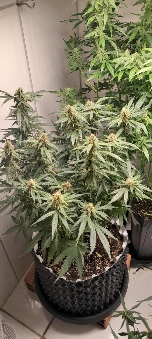 Blueberry. Week 9
