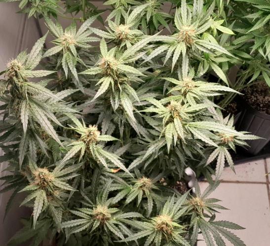 Blueberry. Week 9