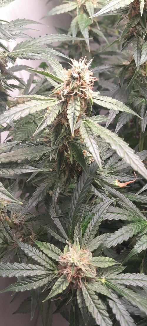Blueberry. Week 9