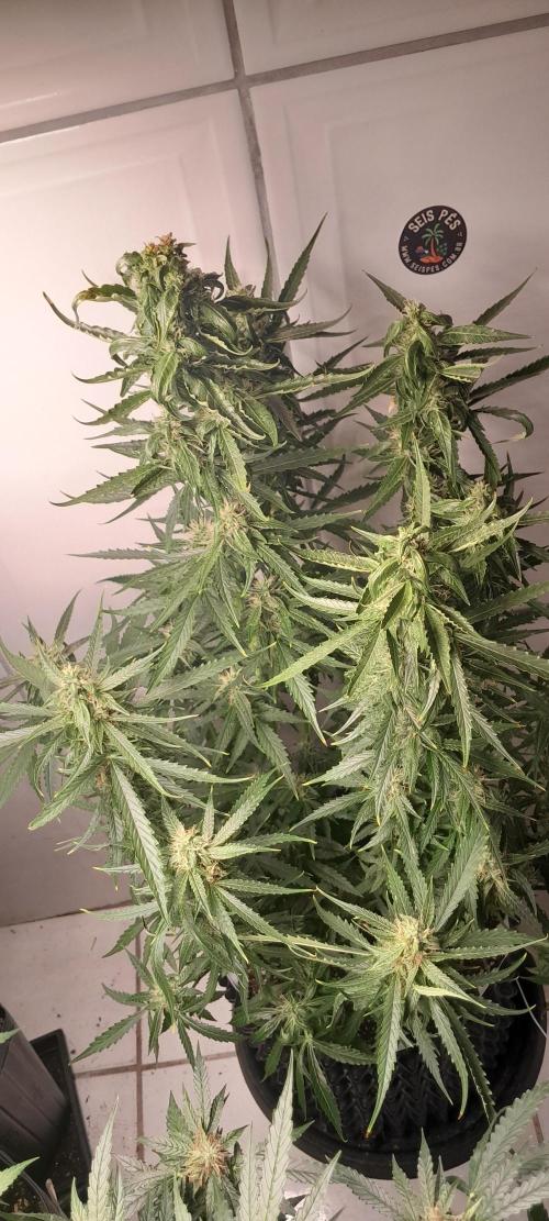 Umas variedade das antigas !. Week 8