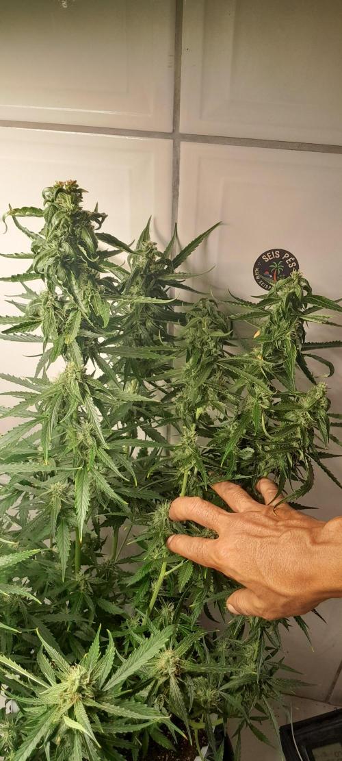 Umas variedade das antigas !. Week 8