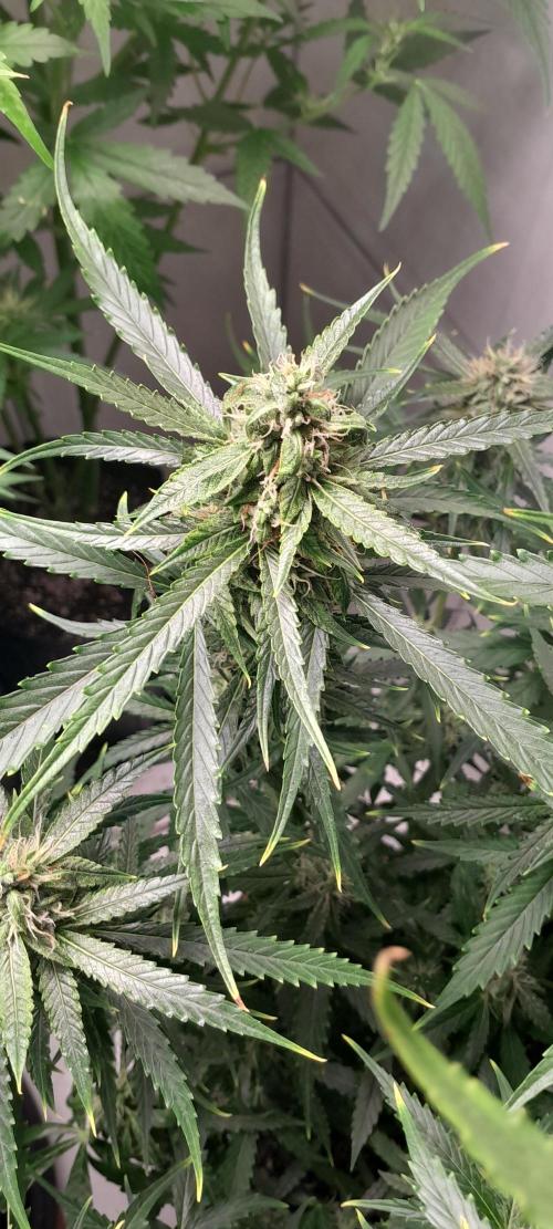 Umas variedade das antigas !. Week 8