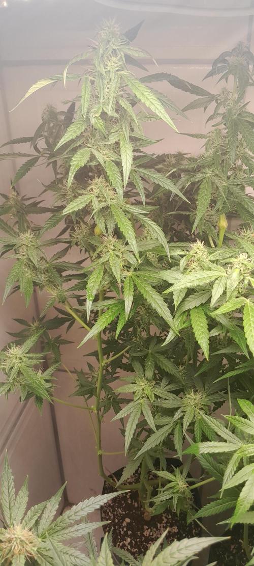 Duas Diesel. Week 7