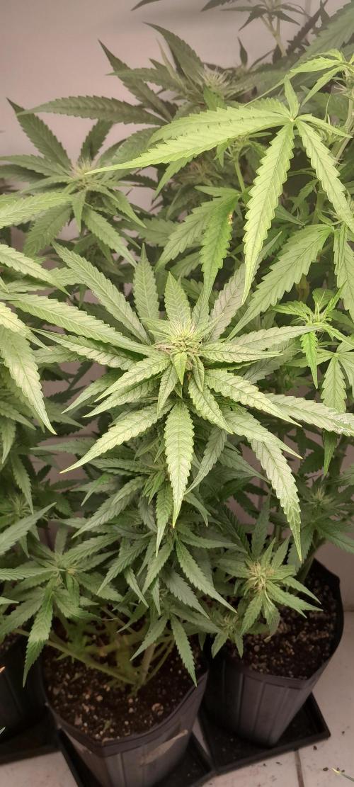 Duas Diesel. Week 7
