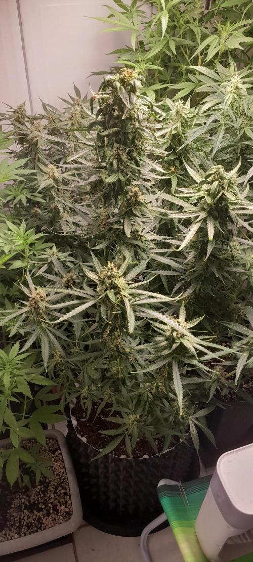 Umas variedade das antigas !. Week 8 - belas flores