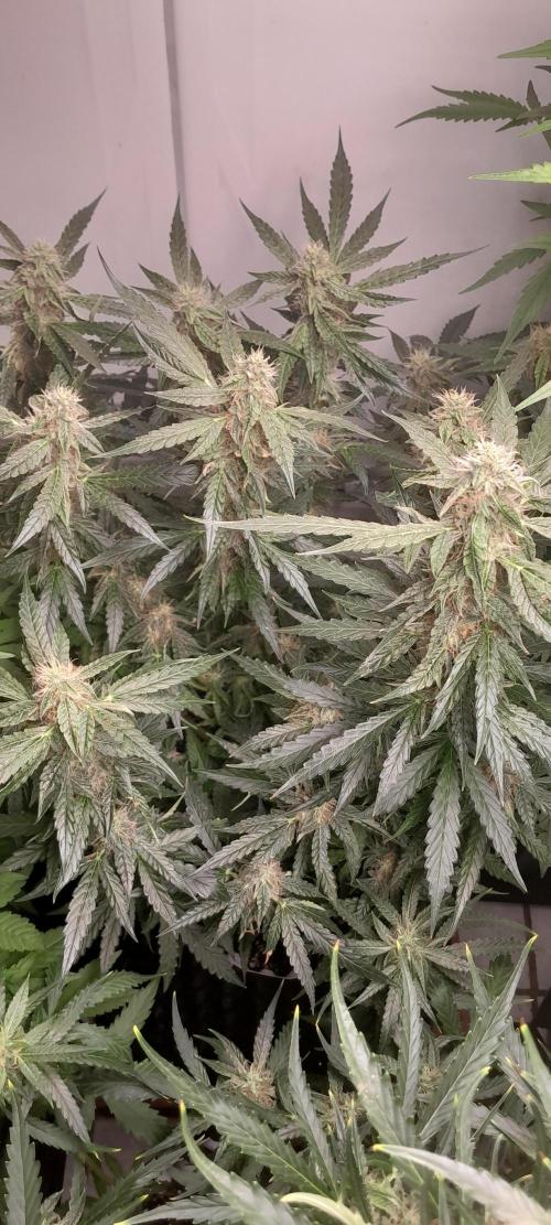 Blueberry. Week 9