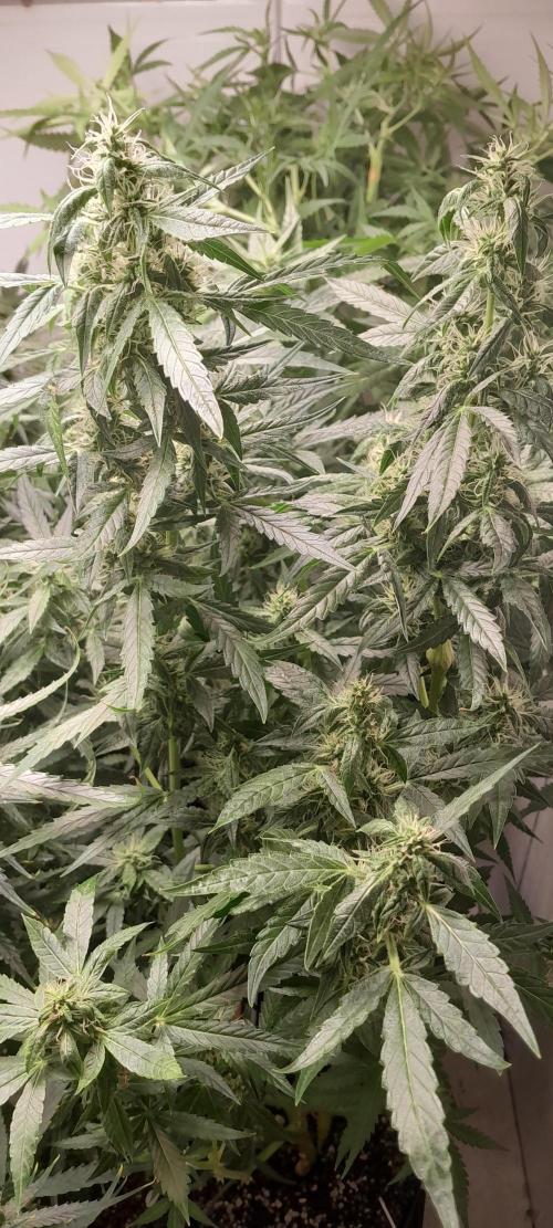 Duas Diesel. Week 7