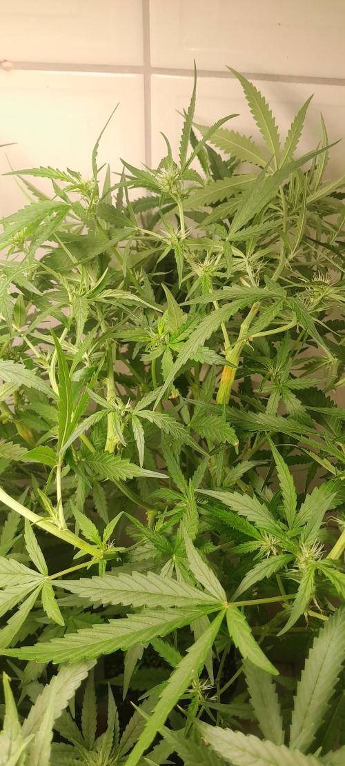 Duas Diesel. Week 7