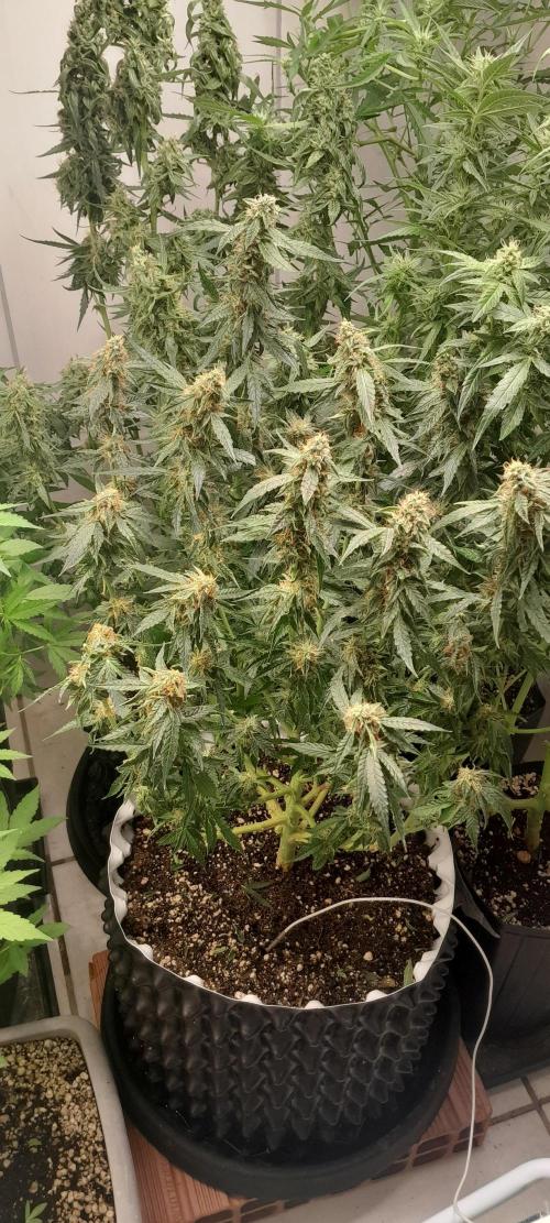 Blueberry. Week 9 - desfoliação de emergência para lidar com fungos , encontrei um botão atacado por fungos .