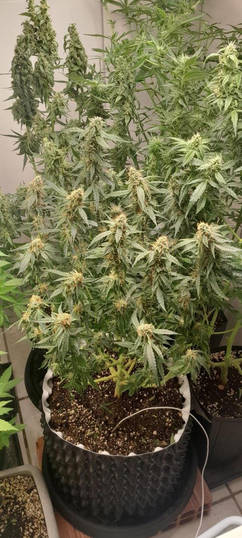 Blueberry. Week 9
