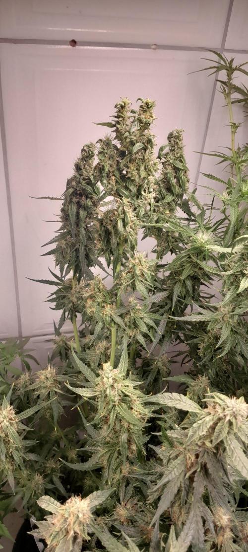 Umas variedade das antigas !. Week 8 - desfoliação de emergência encontrei um botão de outra planta com início de fungos. 