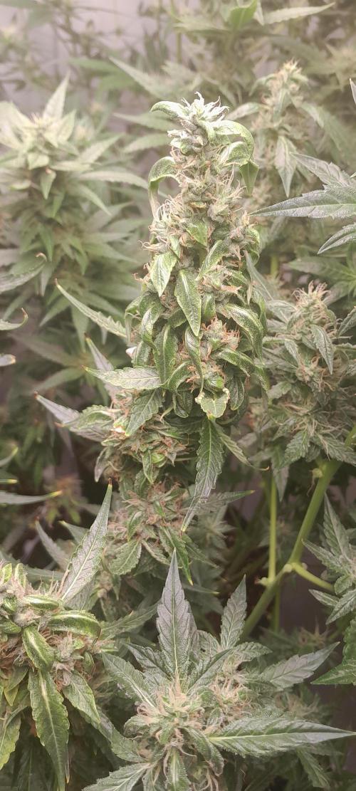 Umas variedade das antigas !. Week 9