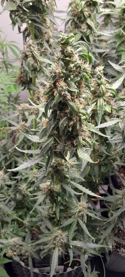 Umas variedade das antigas !. Week 9