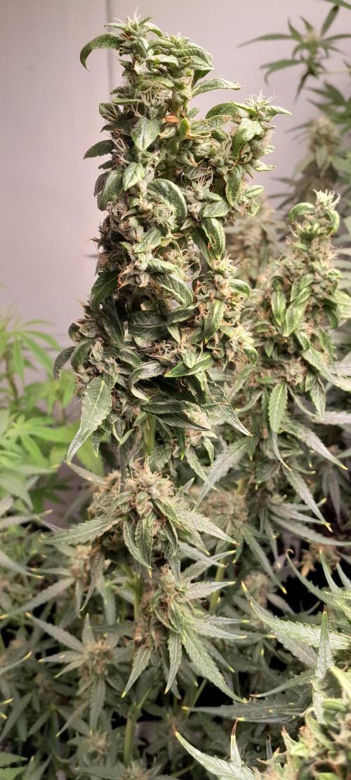 Umas variedade das antigas !. Week 9