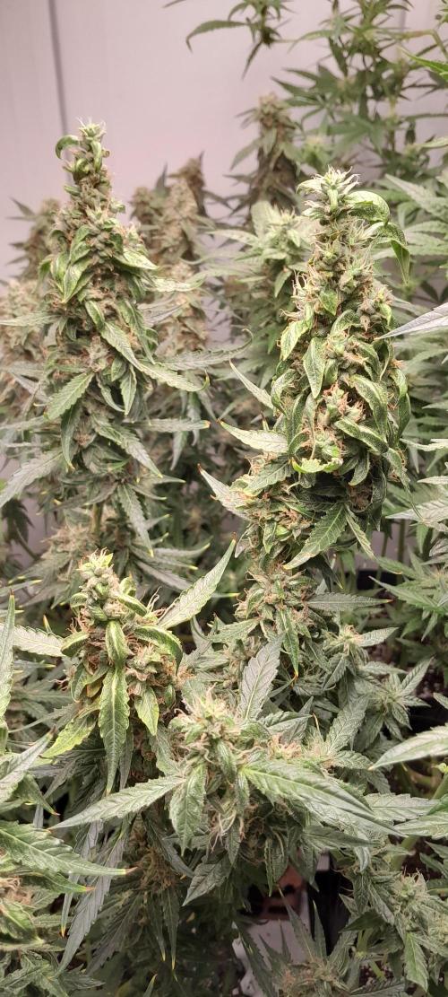 Umas variedade das antigas !. Week 9