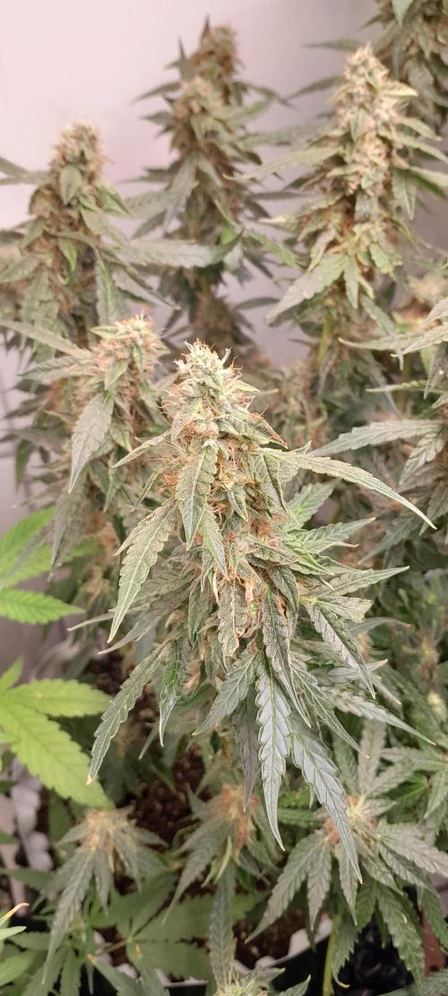 Blueberry. Week 10