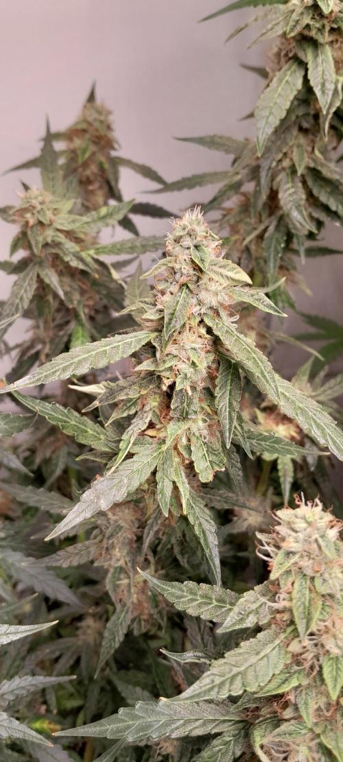 Blueberry. Week 10