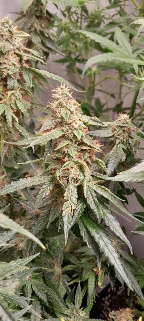 Blueberry. Week 10