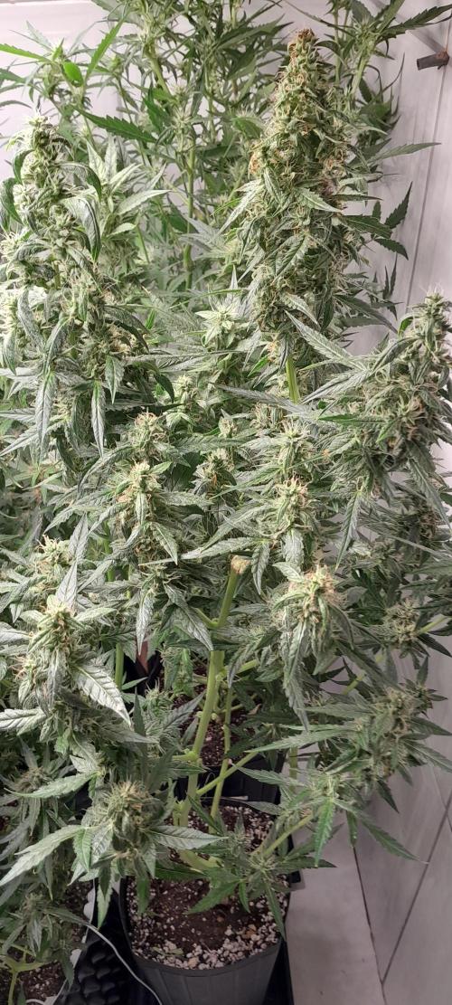 Duas Diesel. Week 8