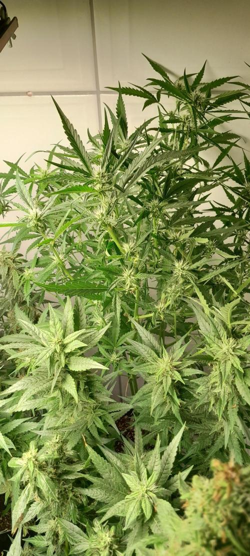 Duas Diesel. Week 8