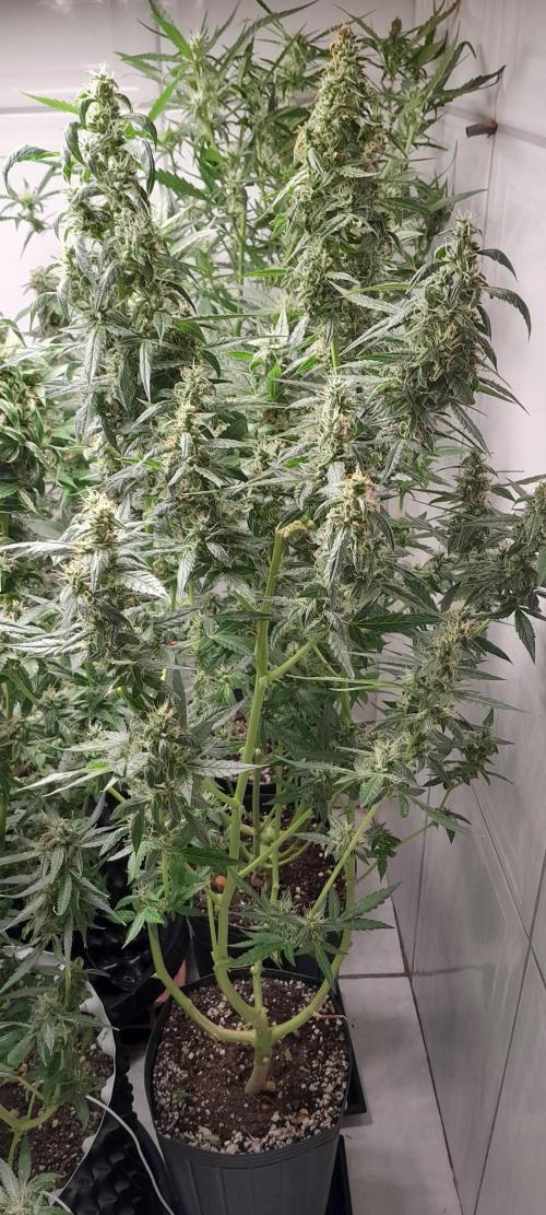 Duas Diesel. Week 8