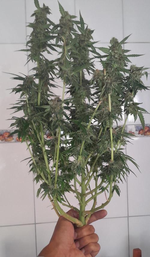 Blueberry. Week 11
