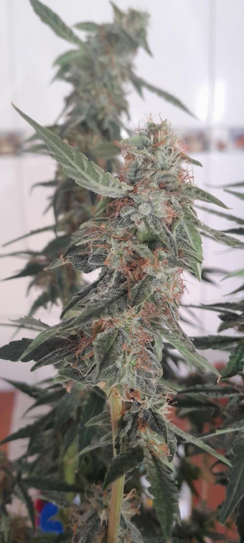 Blueberry. Week 11