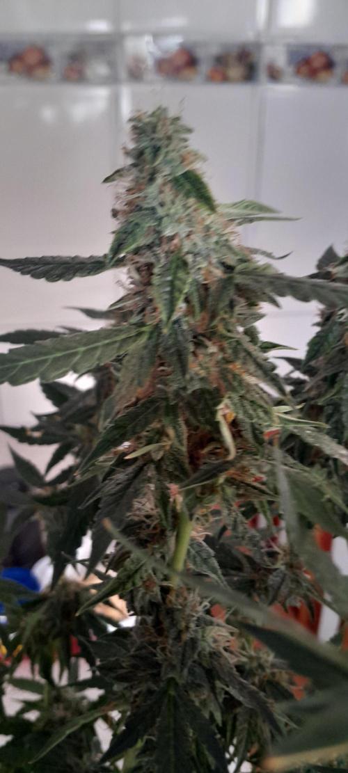 Blueberry. Week 11