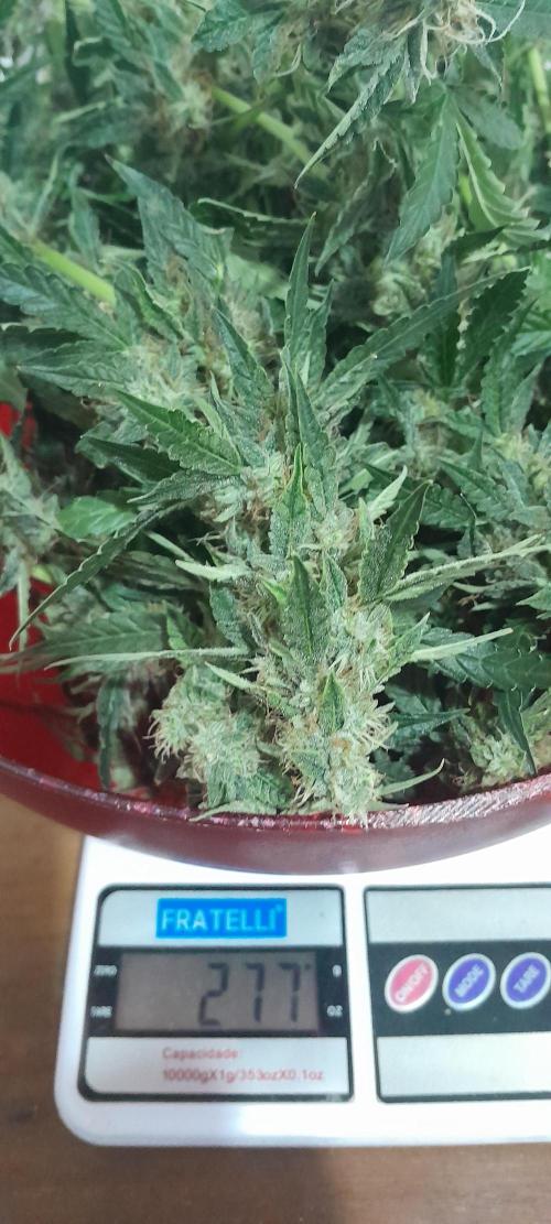 Blueberry. Week 11