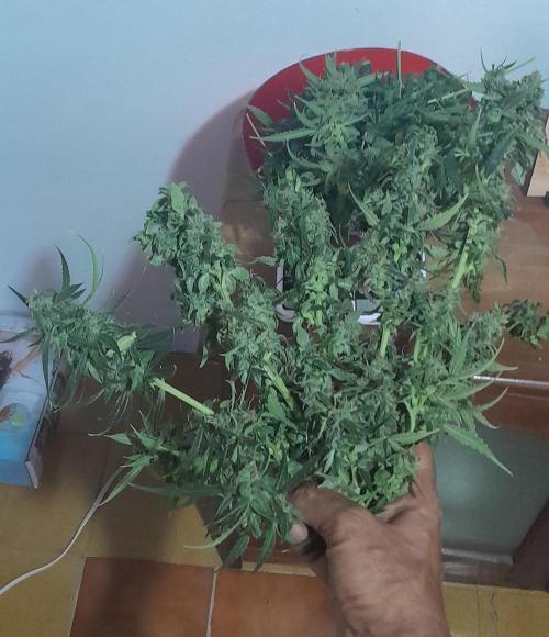 Umas variedade das antigas !. Week 10