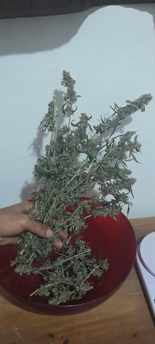 Blueberry. Week 11