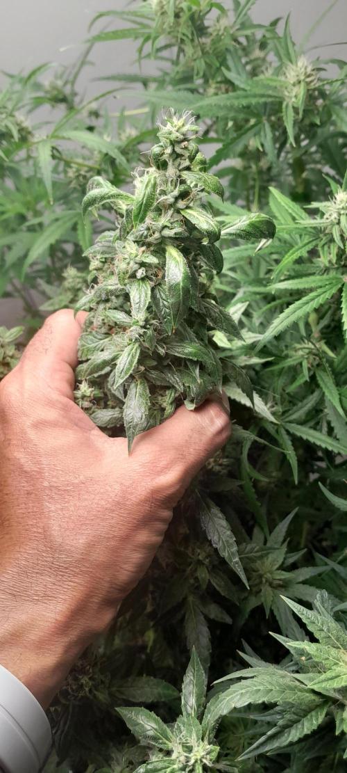 Duas Diesel. Week 8