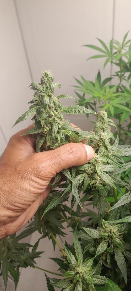Duas Diesel. Week 8