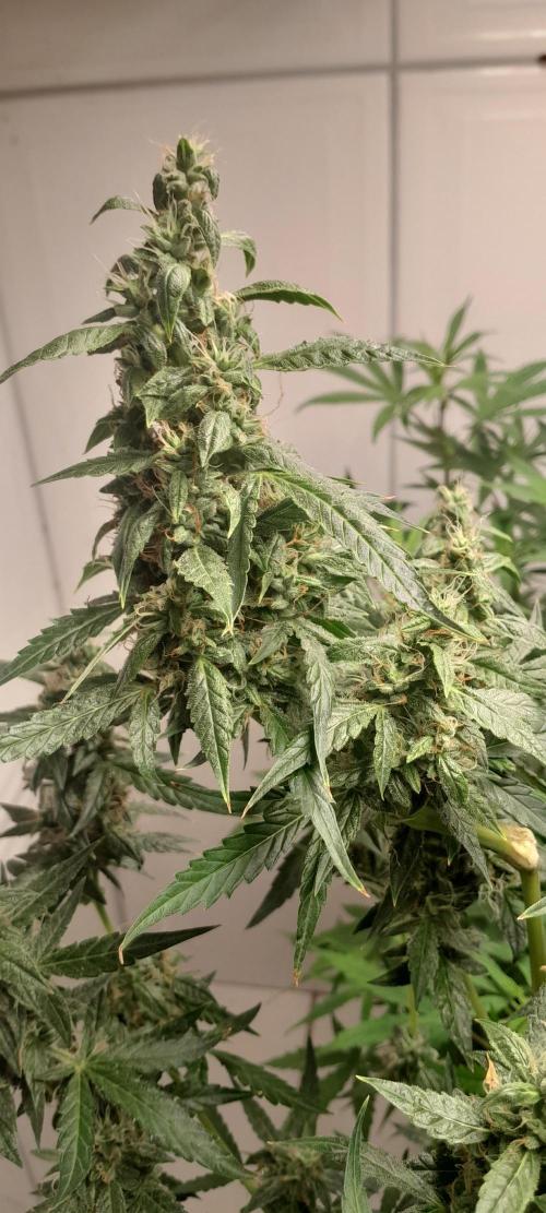 Duas Diesel. Week 8