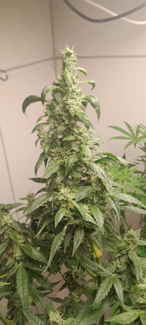 Duas Diesel. Week 8