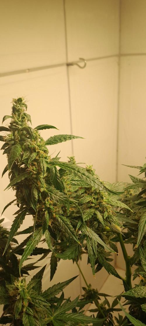 Duas Diesel. Week 9 - Olha o tamanha desses botões!