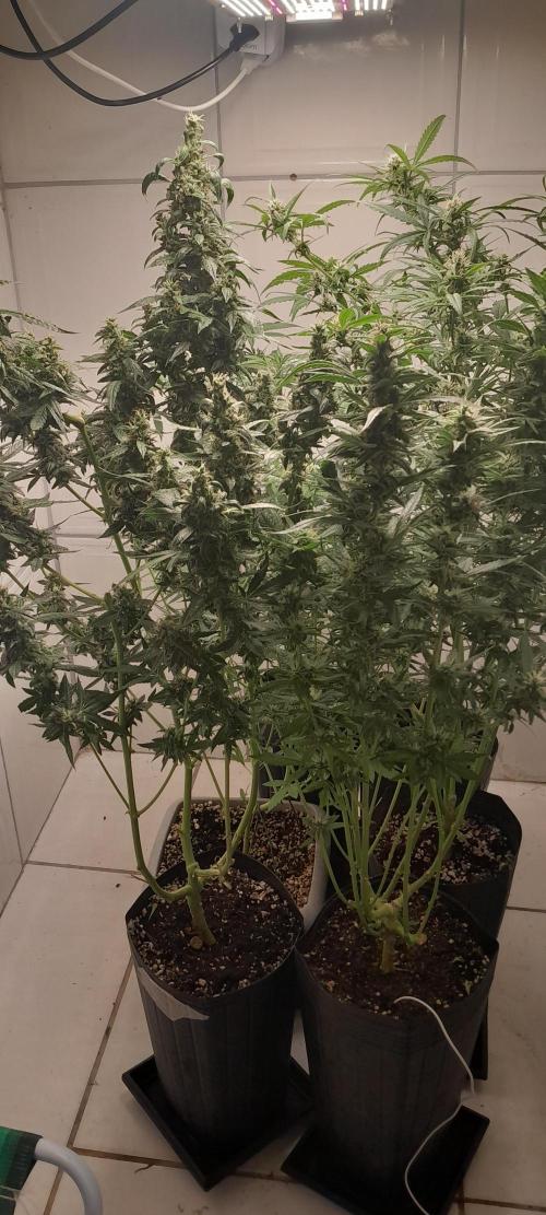 Duas Diesel. Week 9