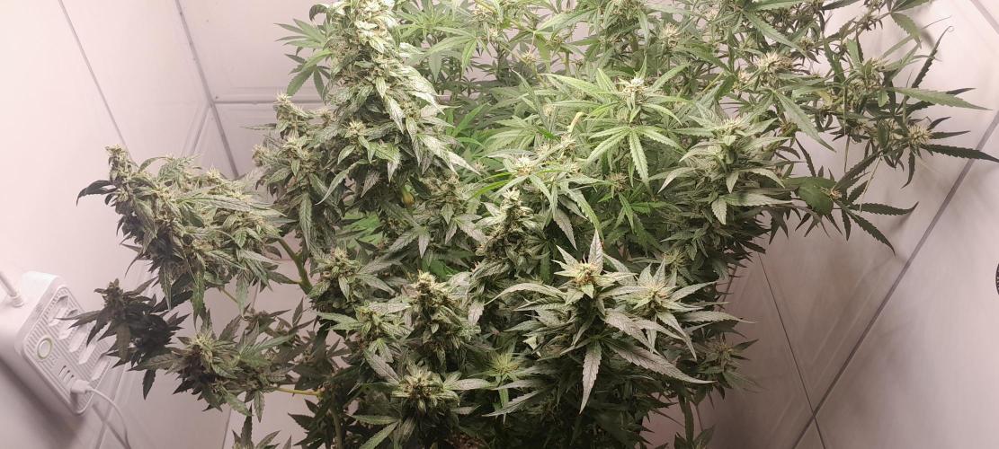 Duas Diesel. Week 9