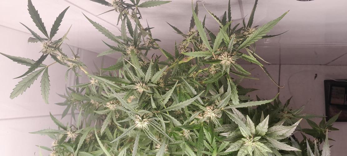 Duas Diesel. Week 9