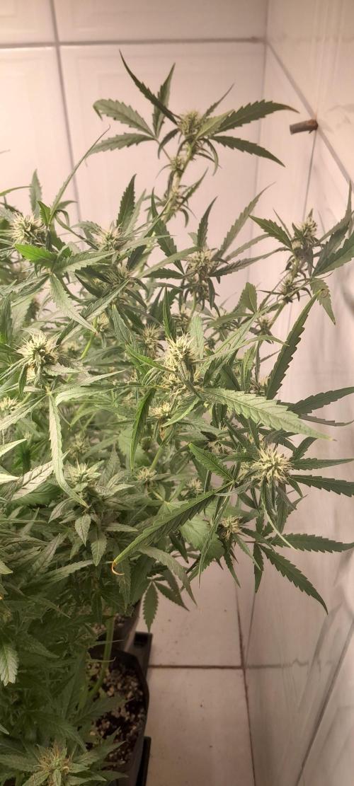 Duas Diesel. Week 9
