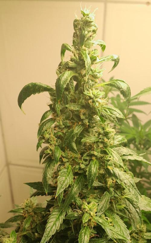 Duas Diesel. Week 9