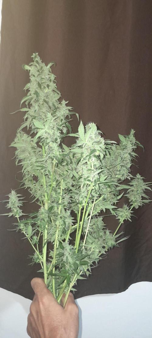Duas Diesel. Week 10