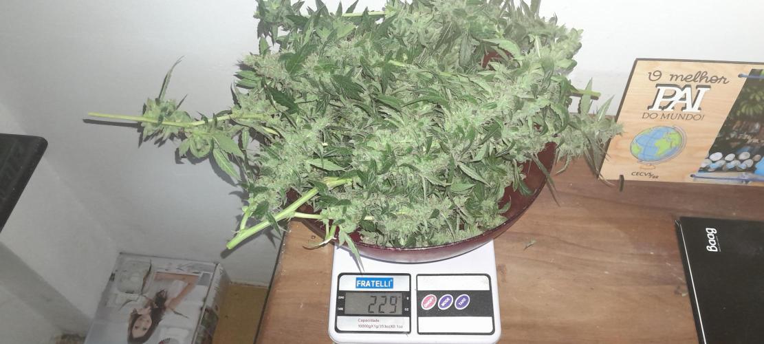 Duas Diesel. Week 10