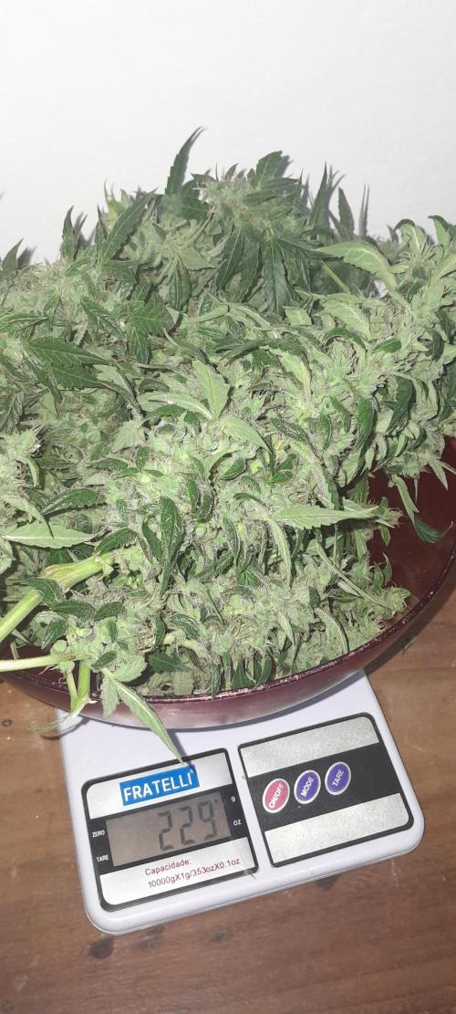 Duas Diesel. Week 10