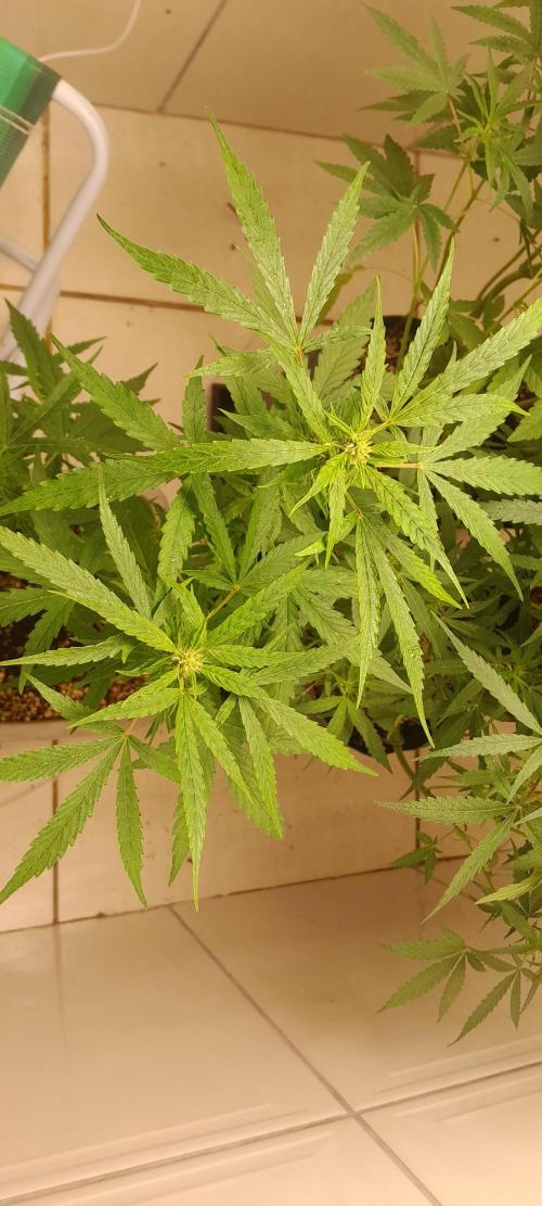 Milgrows Critical Auto. Week 6