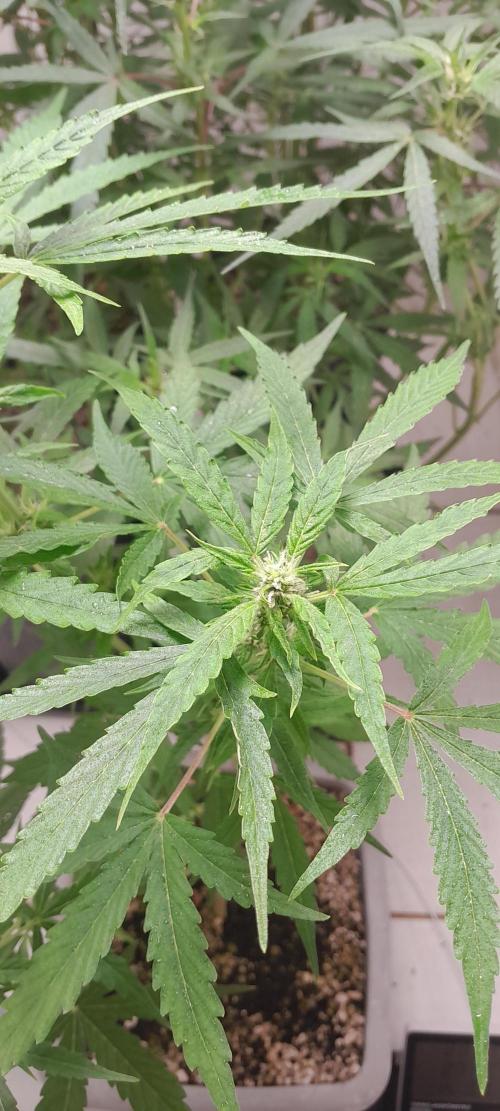 Milgrows Critical Auto. Week 6