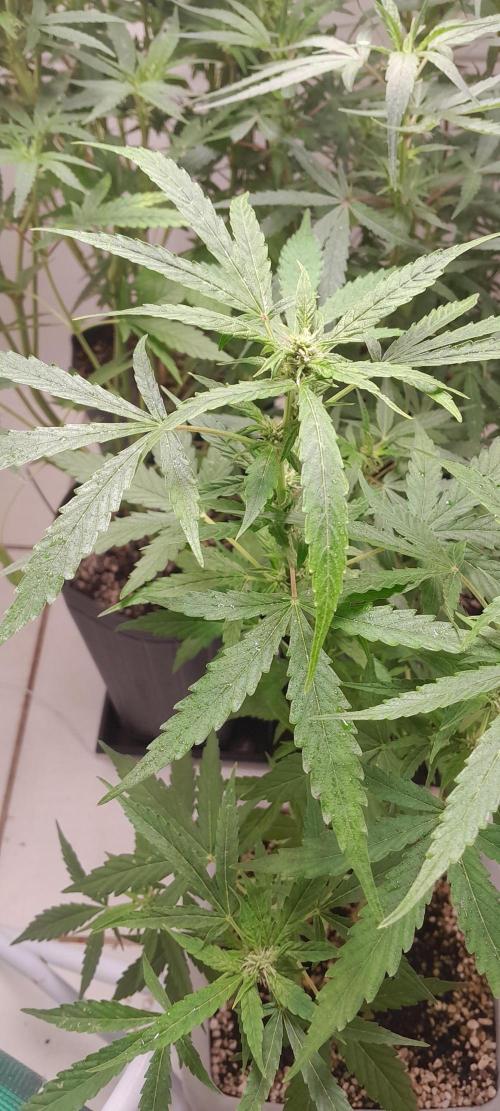 Milgrows Critical Auto. Week 6