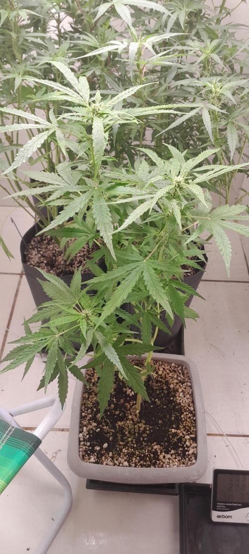 Milgrows Critical Auto. Week 6