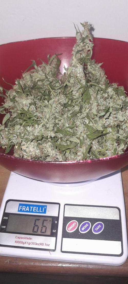 Duas Diesel. Week 10