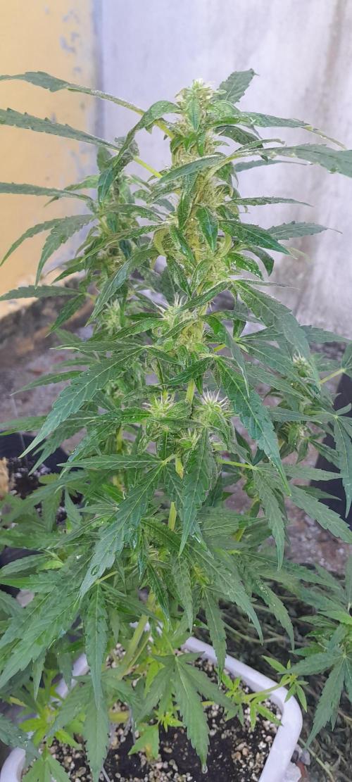 Milgrows Critical Auto. Week 8